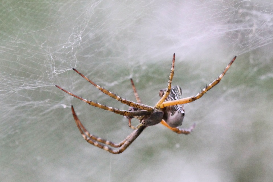 Tent Spider (Cyrtophora molucensis) (Cyrtophora molucensis)